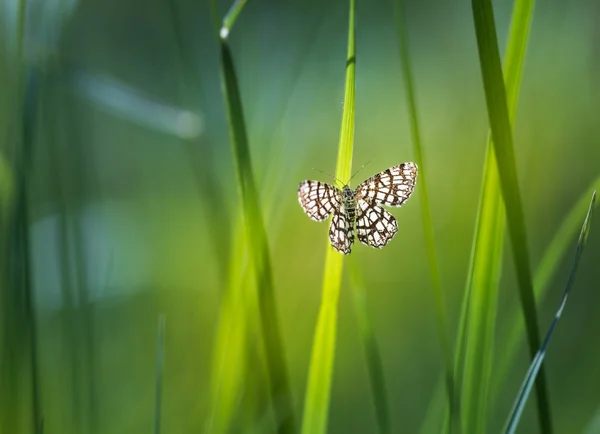 Borboleta sentado na folha de grama — Fotografia de Stock