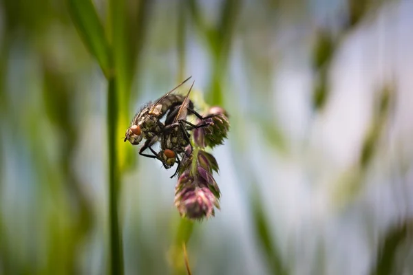 Fly sitting on plant — Stock Photo, Image
