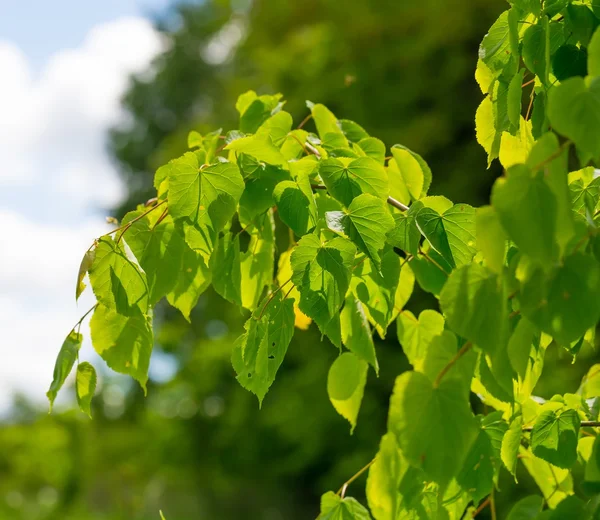 Linden tree leaves