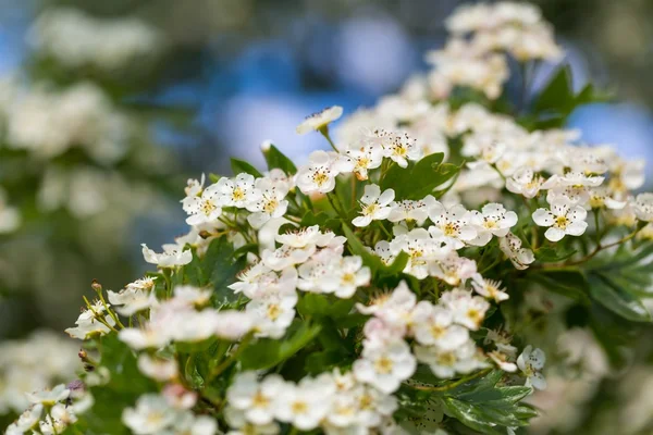 Blühender Weißdornbusch — Stockfoto