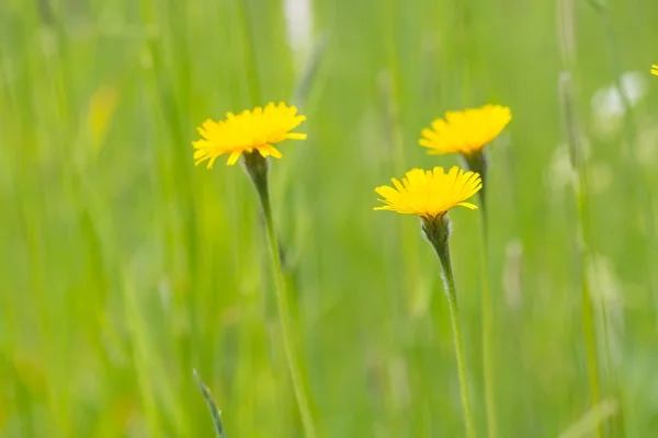 Άγρια κίτρινο Ανοιξιάτικα λουλούδια — Φωτογραφία Αρχείου