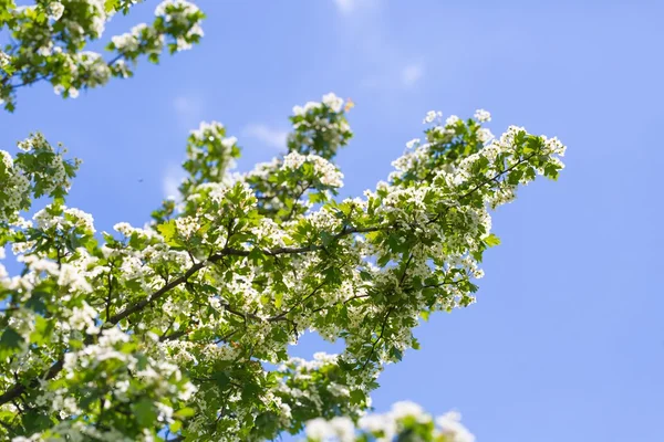 Blooming bush of hawthorn — Stock Photo, Image