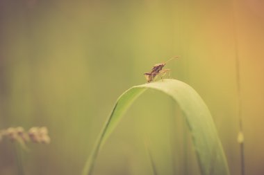 Bitki üzerinde oturan böcek yakın çekim