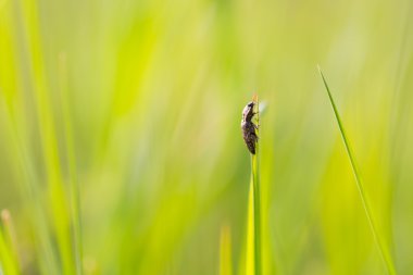 bitki üzerinde oturan böcek