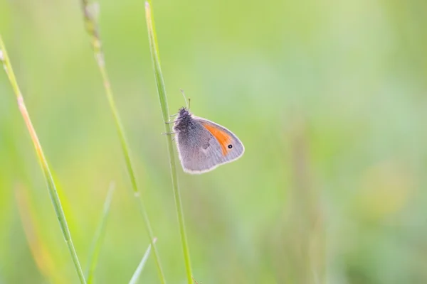 Papillon assis sur la plante — Photo