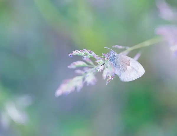 Beautiful butterfly sitting on plant — Stock Photo, Image