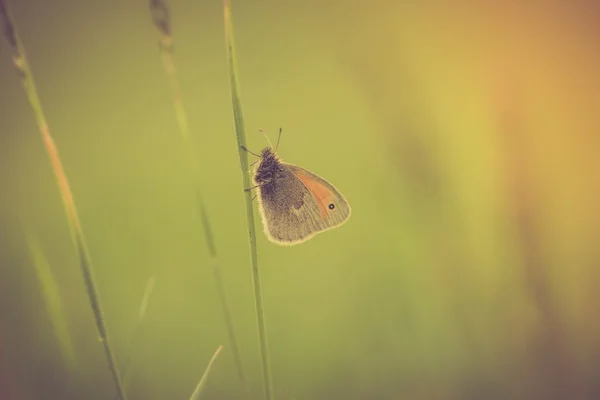 Motyl, siedząc na rośliny — Zdjęcie stockowe