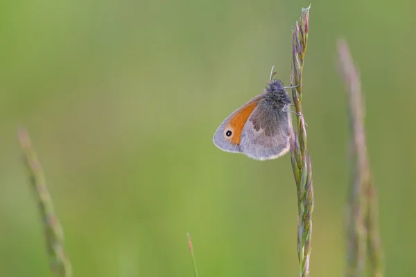 Motyl, siedząc na rośliny — Zdjęcie stockowe