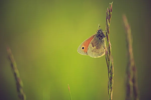 Schmetterling sitzt auf Pflanze — Stockfoto