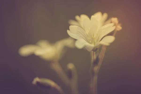 Flores de pollito blanco — Foto de Stock