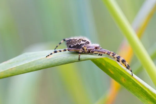 Spider sitting on grass — Stock Photo, Image