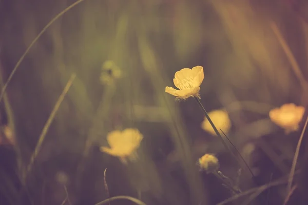 Vintage photo of beautiful buttercup flowers. — Stock Photo, Image