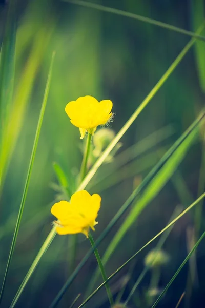 Foto vintage de hermosas flores de buttercup . — Foto de Stock