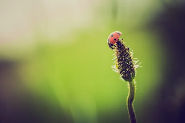 Joaninha vermelha na natureza — Fotografia de Stock