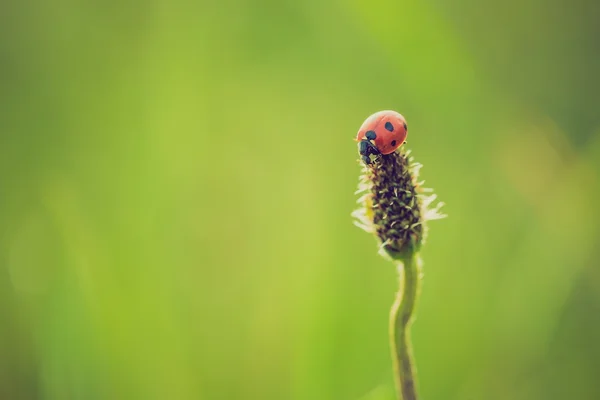 Red ladybug in nature — Stock Photo, Image