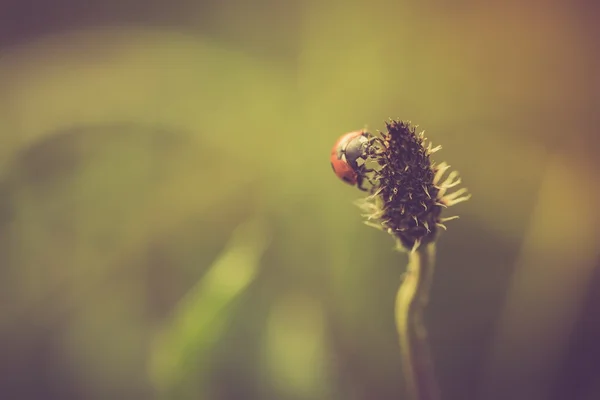 자연에 빨간 무당벌레 — 스톡 사진