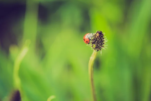 Rode lieveheersbeestje in de natuur — Stockfoto