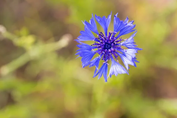 Закрыть синий васильковый цветок — стоковое фото