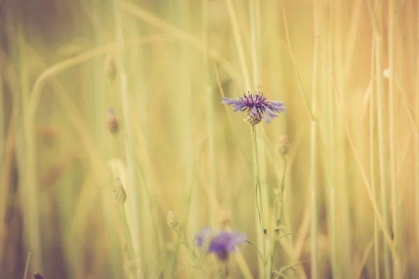 Cornflowers growing on field — Stock Photo, Image