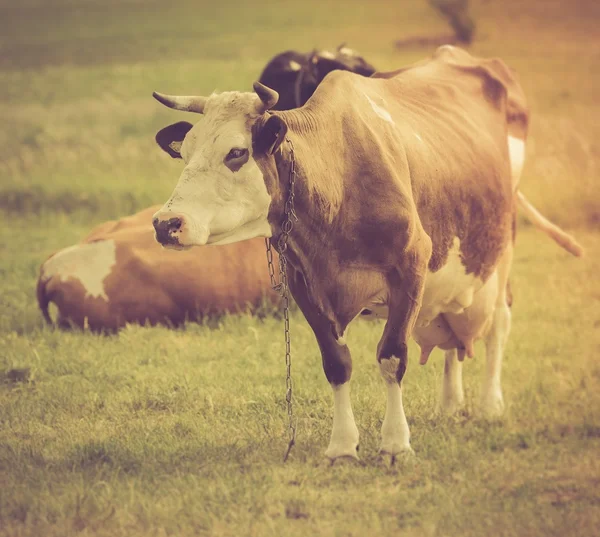 Vintage portrait of cow on pasture