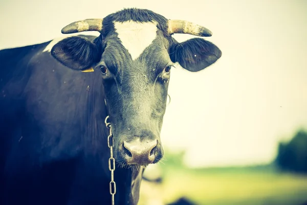 Retrato vintage de vaca en el pasto — Foto de Stock