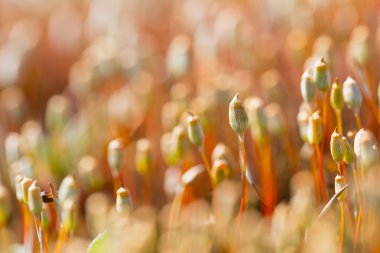 çiçek açan orman yosun