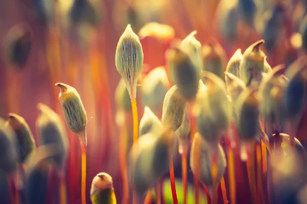 Çiçek açan orman yosun — Stok fotoğraf