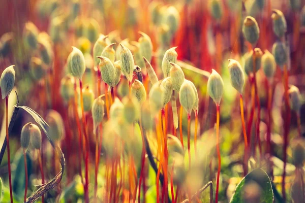 Çiçek açan orman yosun — Stok fotoğraf