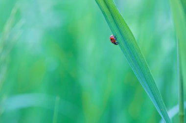 çimen yaprağına oturan uğur böceği