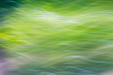 Yaz orman bulanık arka plan