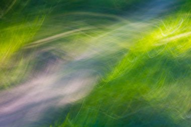 Yaz orman bulanık arka plan