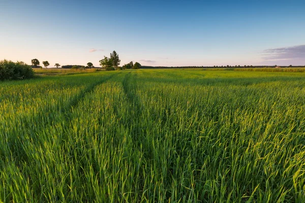 Landschap van groene rogge veld bij zonsondergang — Stockfoto