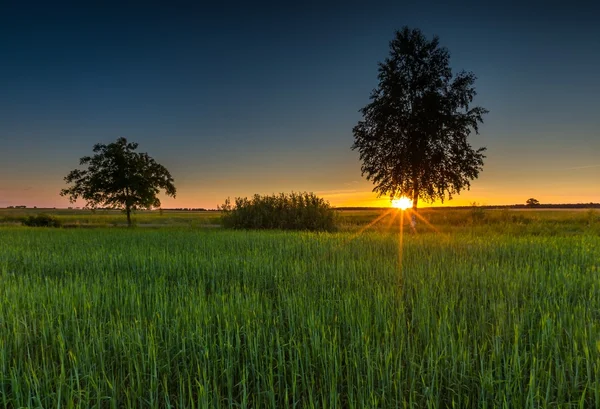 Krajina zelené žitné pole při západu slunce — Stock fotografie