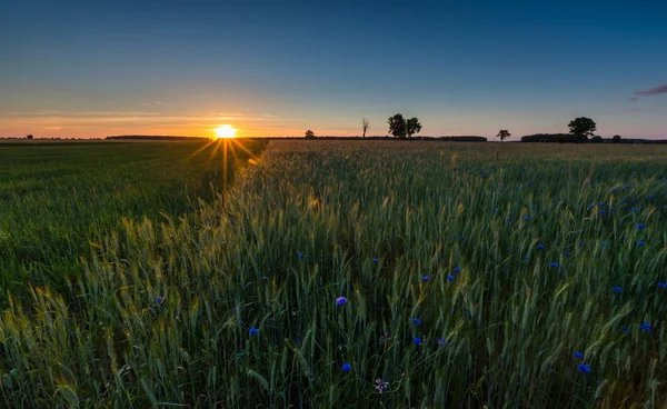 Paisagem do campo de centeio verde ao pôr do sol — Fotografia de Stock