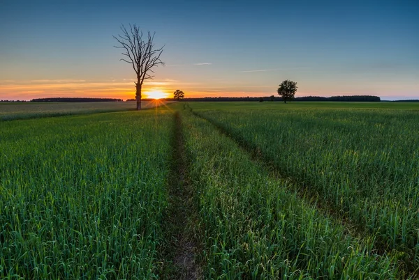 Landschap van groene rogge veld bij zonsondergang — Stockfoto