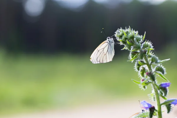 Dziki kolorowy motyl spoczywała na rośliny — Zdjęcie stockowe