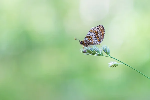 Wilder bunter Schmetterling, der auf Pflanze ruht — Stockfoto