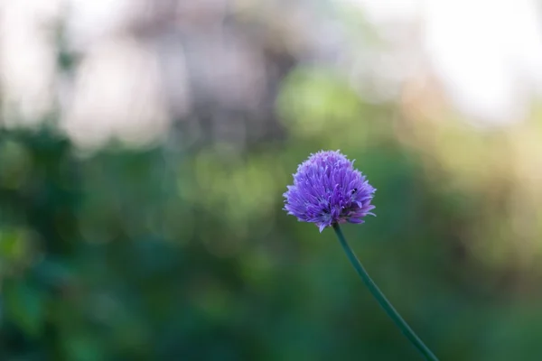 Chives flowers in garden — Stock Photo, Image