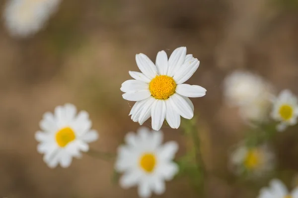 Beautiful camomile flowers — Stock Photo, Image