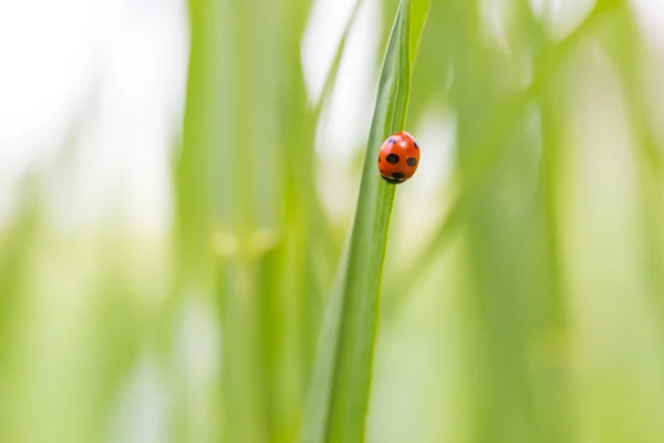 Marienkäfer sitzt auf Grasblatt — Stockfoto