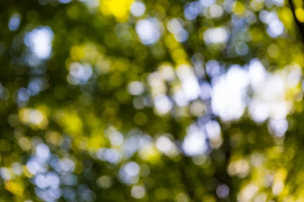 Yeşil orman bokeh arka plan — Stok fotoğraf