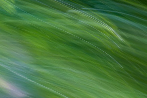Wazig abstracte achtergrond van zomer bos — Stockfoto