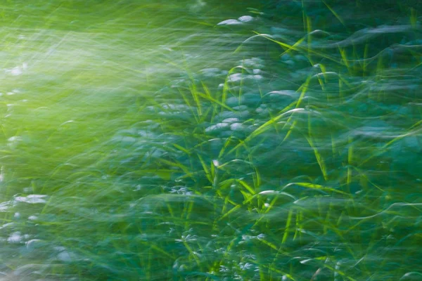 Размытый абстрактный фон летнего леса — стоковое фото