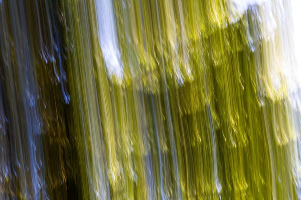 Blurry abstract background of summer forest — Stock Photo, Image