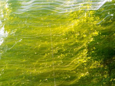 Yaz orman bulanık arka plan