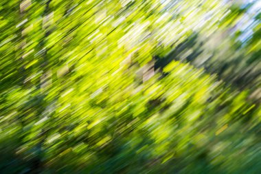 Yaz orman bulanık arka plan