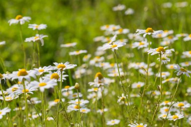 güzel papatya çiçekleri