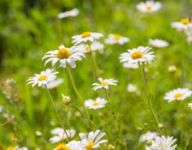 güzel papatya çiçekleri