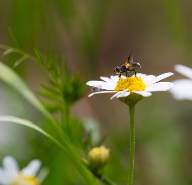 bitki üzerinde oturan sinek