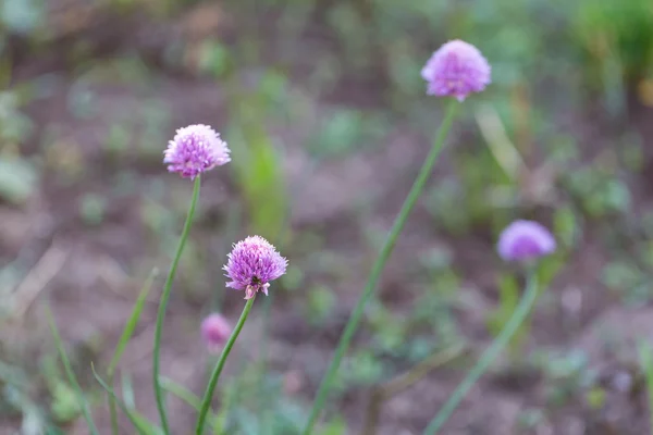 Schnittlauch blüht in der Natur — Stockfoto